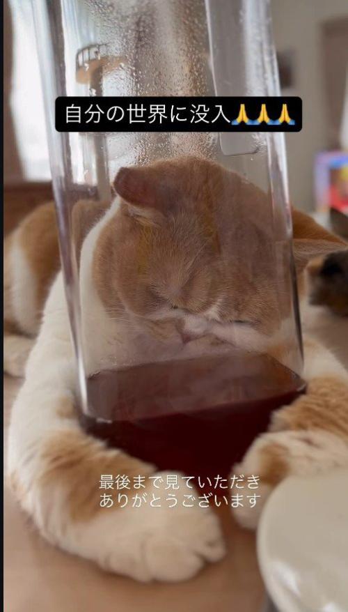 ピッチャーに頭を押し付ける猫