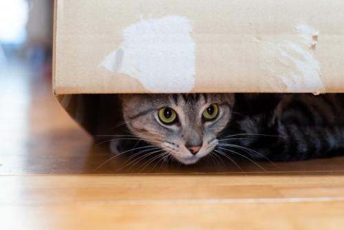 隠れている猫