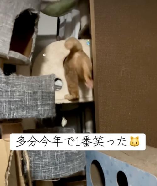 通り抜けようと足を上げる猫