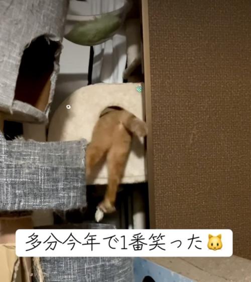もがく猫