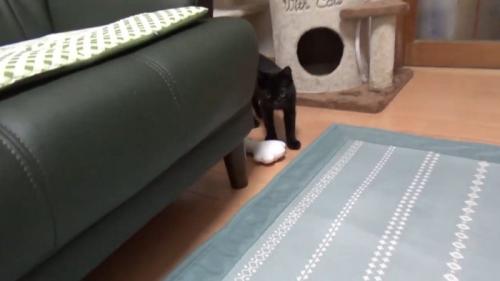 ぬいぐるみのそばに立っている猫