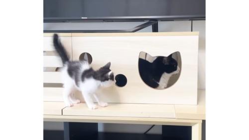 室内にいる猫たち