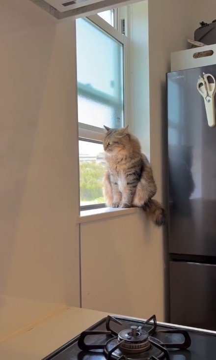 窓の外を眺める猫
