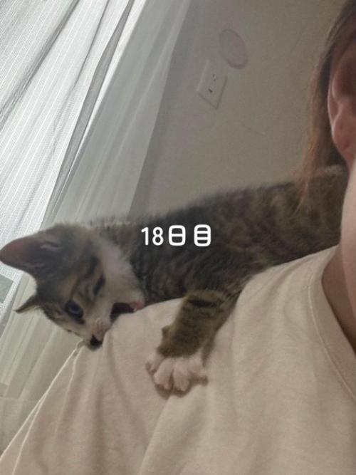 人の肩を噛む子猫