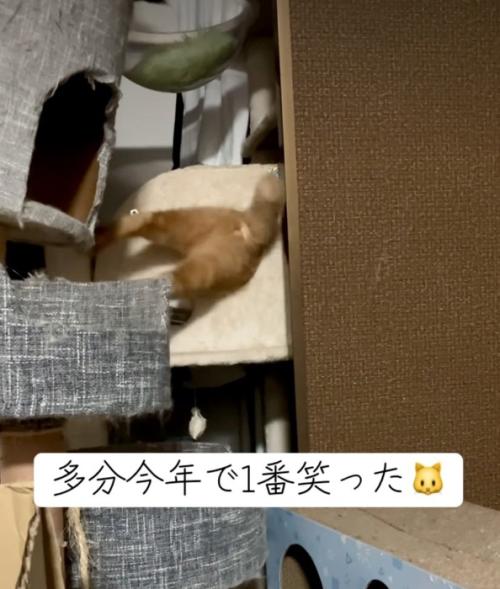 もがいて横になる猫