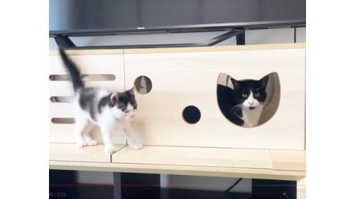 室内にいる猫たち