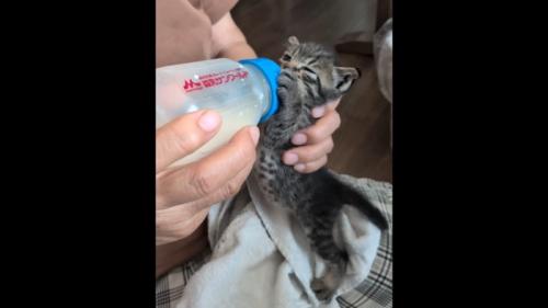 ミルクを飲む子猫