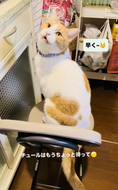 椅子の上に座っておやつをねだる保護猫