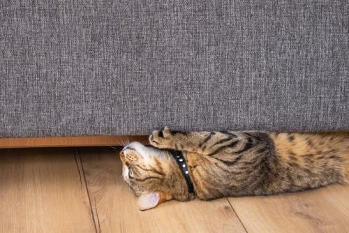 ソファの下で仰向けになっている猫