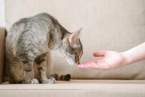 ニオイを嗅ぐ猫