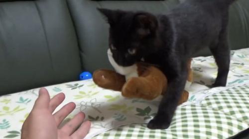 おもちゃをくわえてくる猫