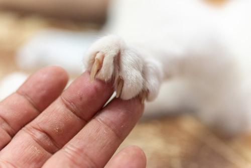 人の指の上に乗る猫の前足