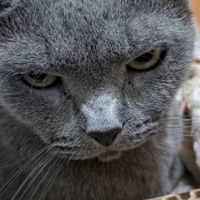 パパに絡まれて『怒りを溜めていた猫』→チョップをされたら…思わず笑ってしまう展開が14万再生「鋭い眼光ｗ」「貫禄ありますなぁ」