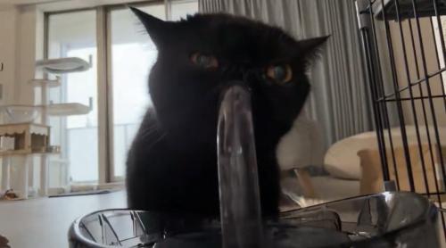 おいしそうに水を飲む黒猫