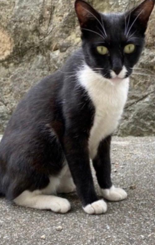 野良猫時代（全体）