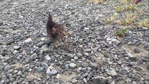 鳴いている子猫