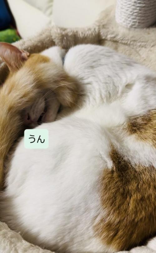 キャットタワーのベッドで寝ながらパパの呼び掛けに返事する保護猫