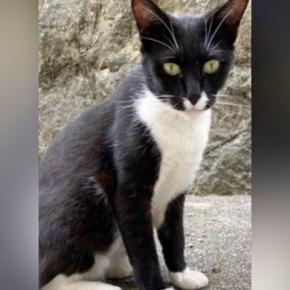 やせ細り、鋭い目つきだった野良猫→家猫になった『現在』…劇的なビフォーアフターに6万いいね「健康的になったね」「感動で涙が出る」