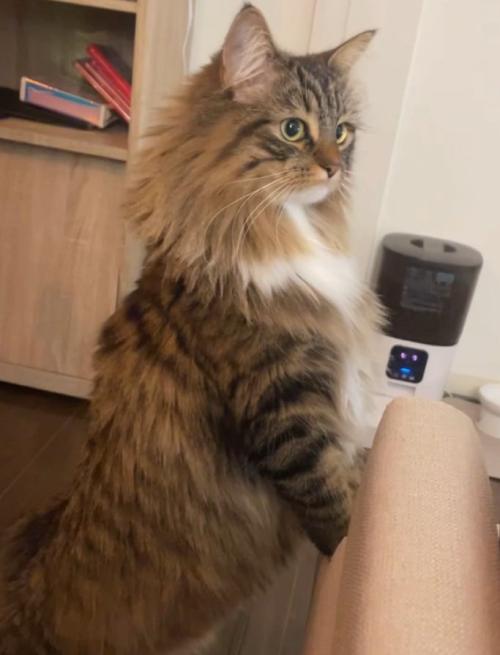 手をつく猫