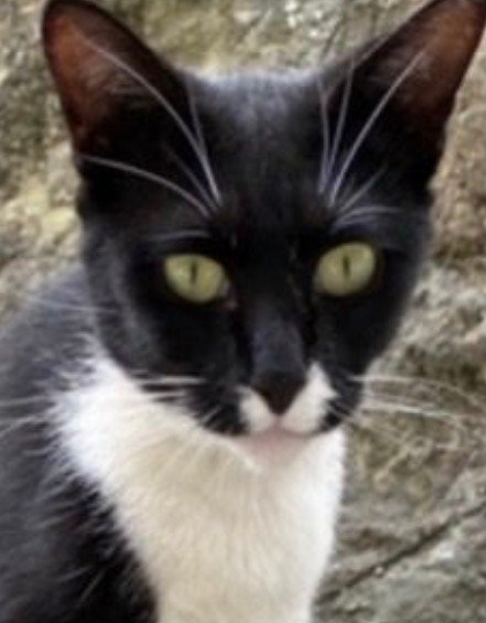 野良猫時代（顔）