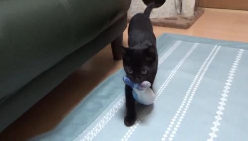 おもちゃをくわえてくる猫
