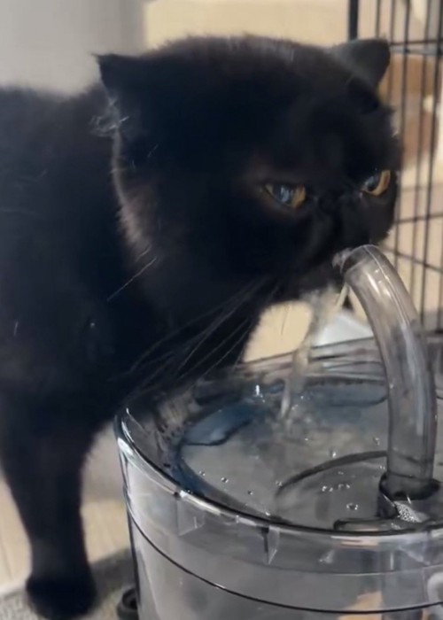 水を勢いよく飲む黒猫