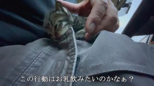 ズボンを噛む子猫