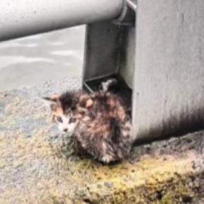 川沿いで必死に鳴いていた『小さな子猫』…保護されてからの『40日間の変化』に感動の声「泣ける」「見つけてもらえて良かった」現在の様子も