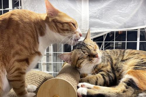 猫にグルーミングされる猫