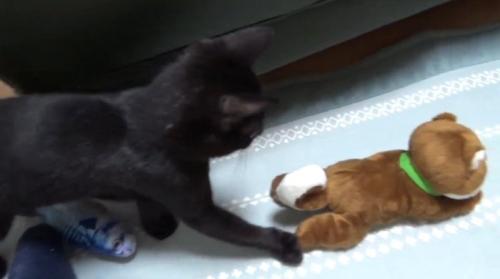 おもちゃを見ている猫