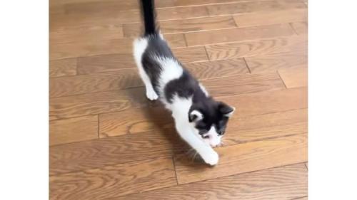 室内にいる猫