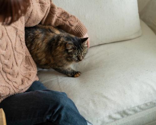 女性に寄り添う猫