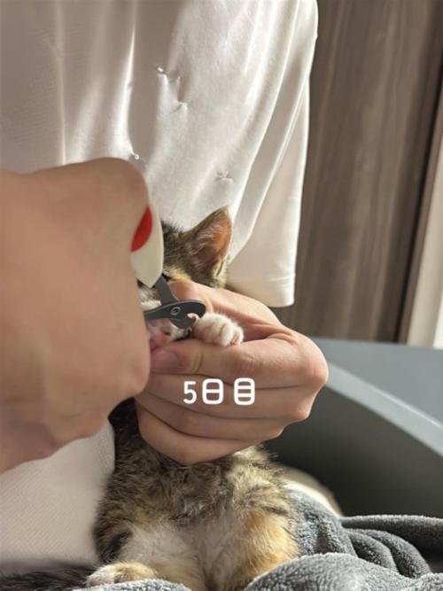 爪切りされる子猫