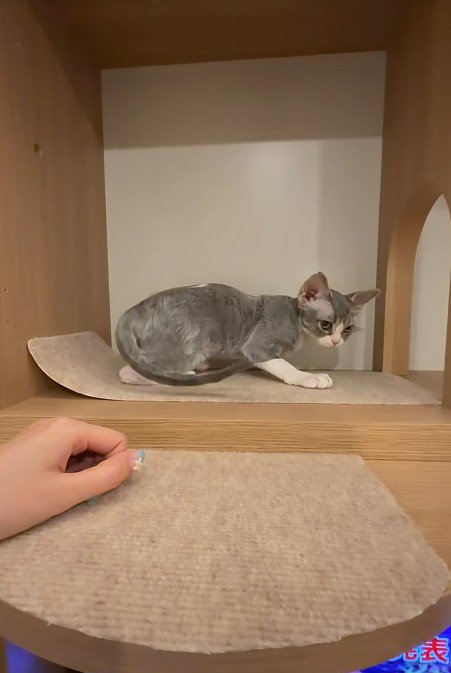 棚の中の子猫