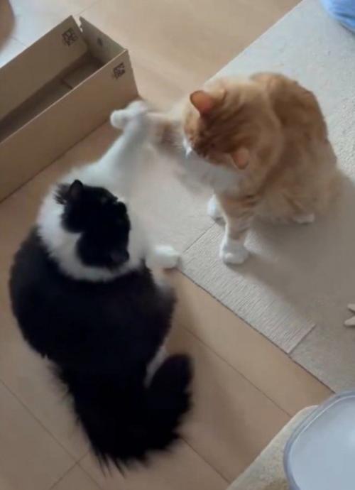 お互いに前足を当ててクロスした形になる2匹の猫