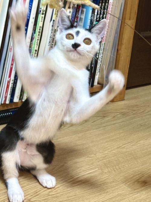 おもちゃで遊ぶ猫