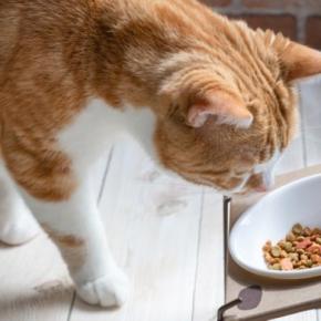 猫が『ご飯を少しだけ残す』理由5つ　なぜ食べきらないの？見直したいポイントも