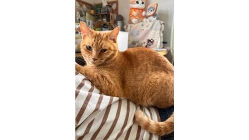 室内にいる猫
