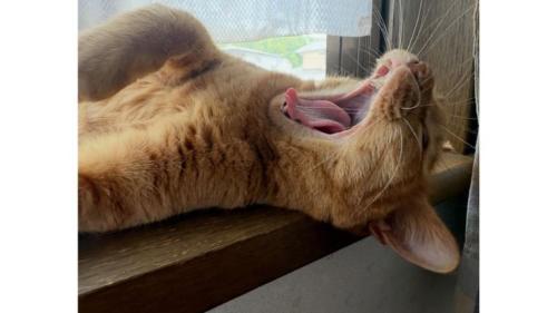 あくびしている猫