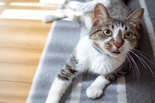 リビングルームの床の上でくつろぐ猫 
