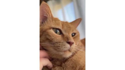 室内にいる猫