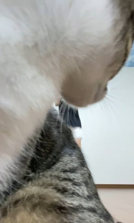 振り返る猫