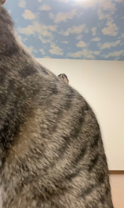 カメラの前に座る猫