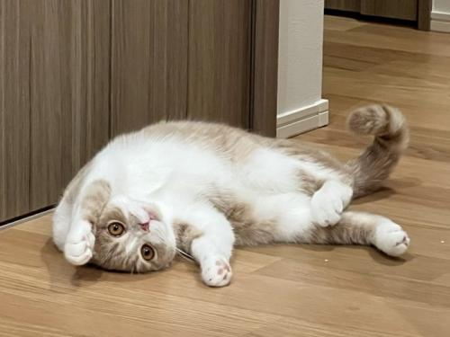 床でへそ天で寝転がる猫