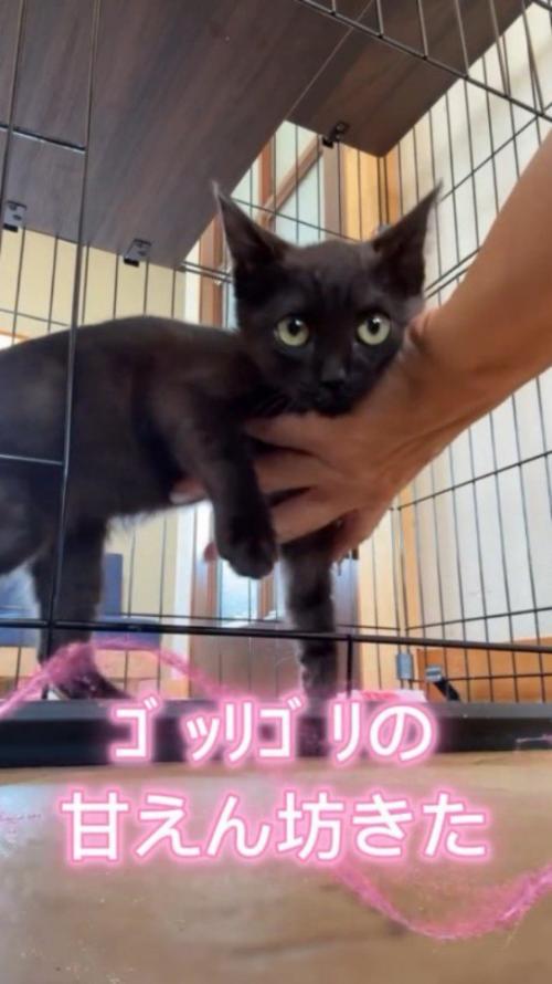開いているケージの入り口から外に出ようとする黒猫の子猫
