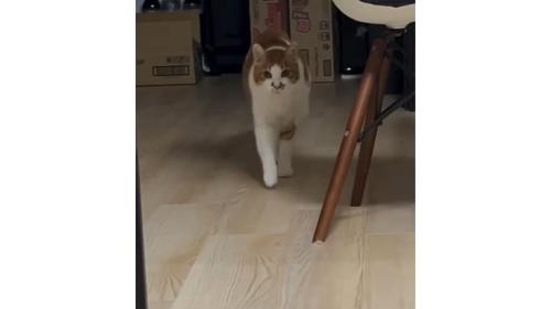 室内にいる猫