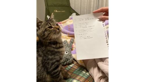 室内にいる猫