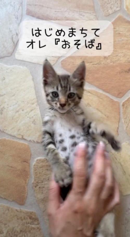 床の上にお腹を出して寝転がるキジトラ猫の子猫