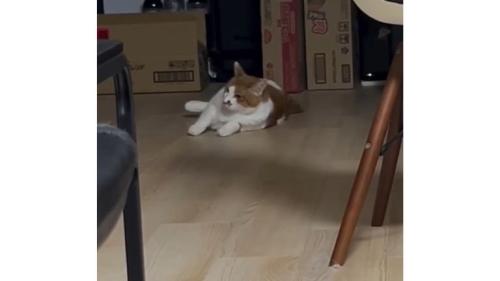室内にいる猫
