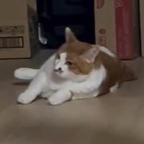 ゴロンと寝転ぼうとしていた猫→次の瞬間、飼い主がいることに気づいて…可愛すぎる行動に「癒されたーｗ」「フッと笑ってしまった」と反響